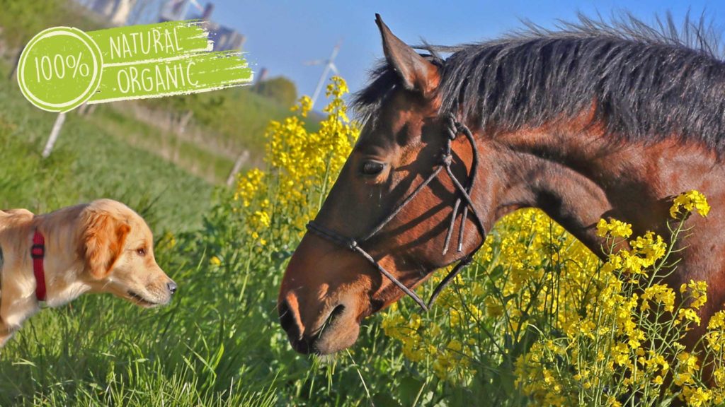 Healthy Beast Natural & Organic Horse and Dog Products