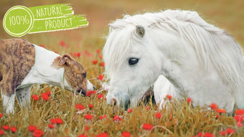 100% natural horse and dog remedies