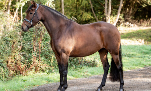 Healthy Beast Horse Products