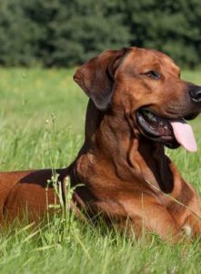 Healthy Beast Dog Products